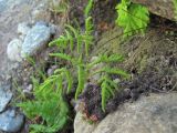 Gymnocarpium dryopteris