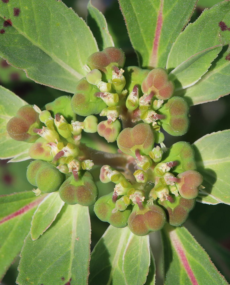 Изображение особи Euphorbia davidii.