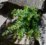 Origanum cordifolium