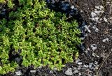 Sedum oppositifolium