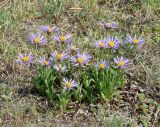 Aster alpinus