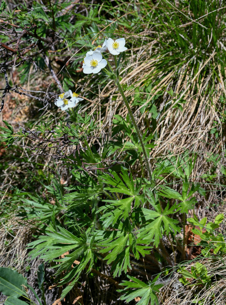 Изображение особи Anemonastrum crinitum.