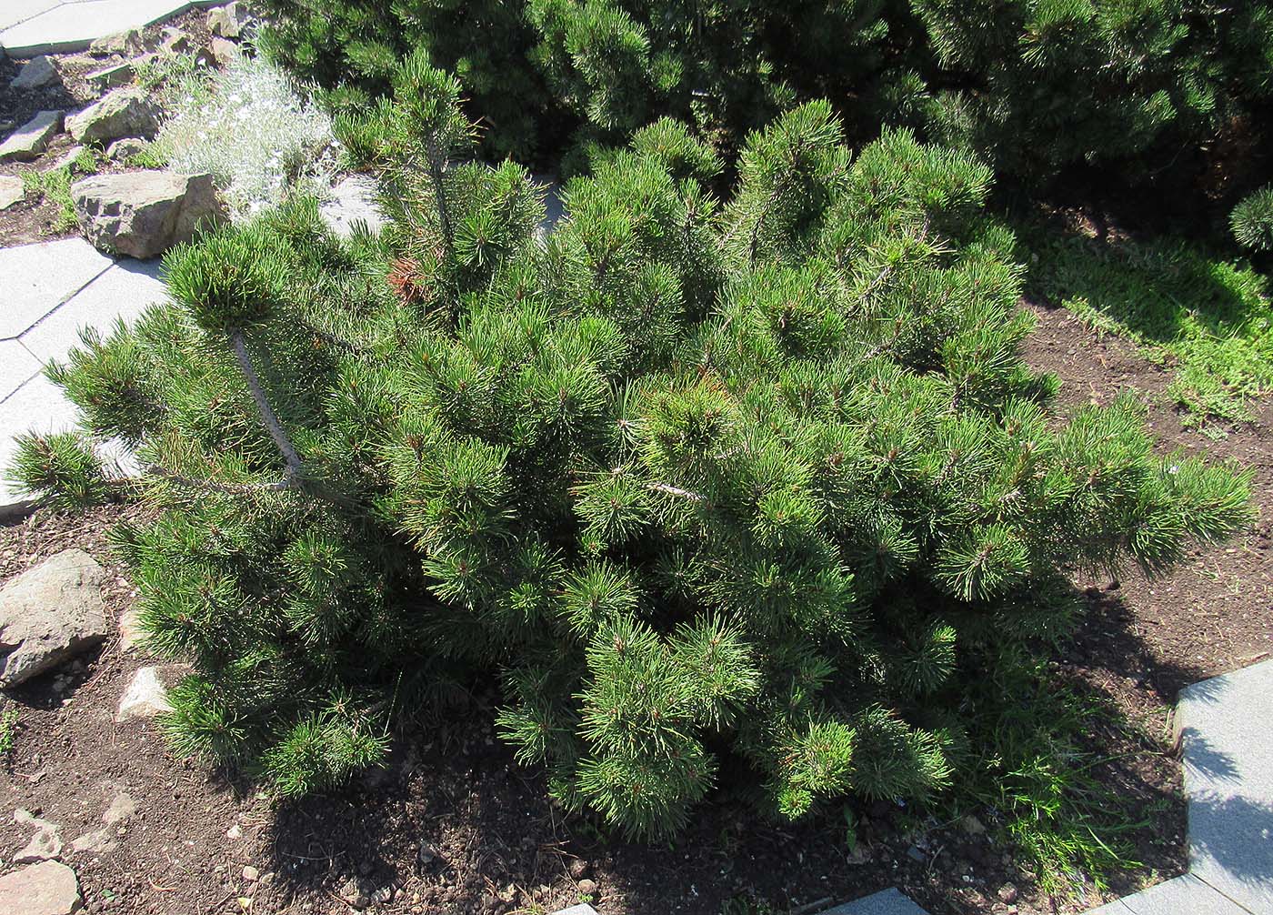 Изображение особи Pinus mugo.