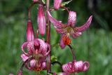 Lilium pilosiusculum