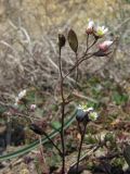 Erophila verna