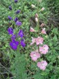 Delphinium ajacis