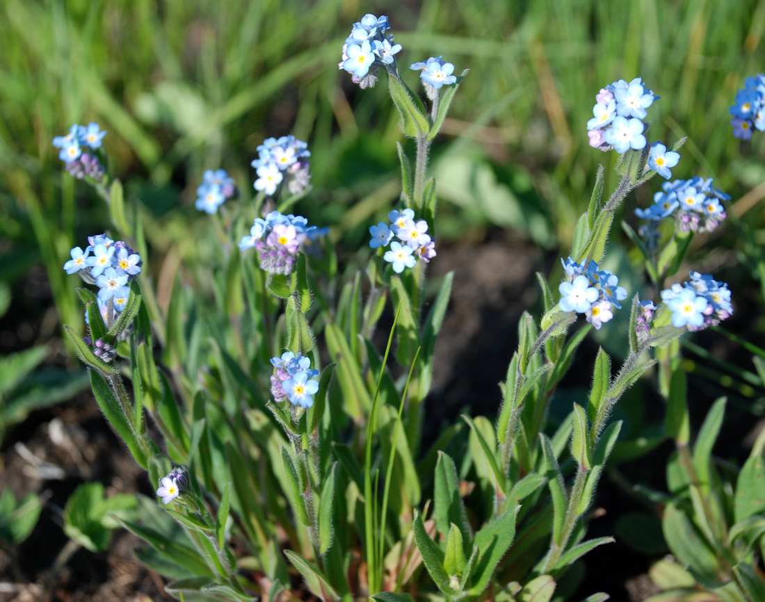 Изображение особи Myosotis popovii.