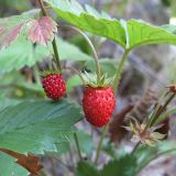 Fragaria vesca. Плоды. Карачаево-Черкесия, Зеленчукский р-н, долина р. Аксаут, окр. аула Красный Карачай. 11.08.2011.