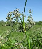 Scirpus sylvaticus