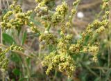 Halimione verrucifera. Соцветие. Зап. Крым, г. Саки, берег оз. Сакское в р-не санатория \"Полтава\". 31.08.2011.