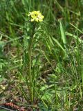 Erysimum repandum. Цветущее растение. Краснодарский край, сухой южный склон над р. Ея у станицы Шкуринская. 18.04.2009.