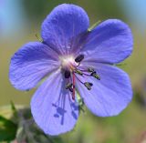 Geranium pratense