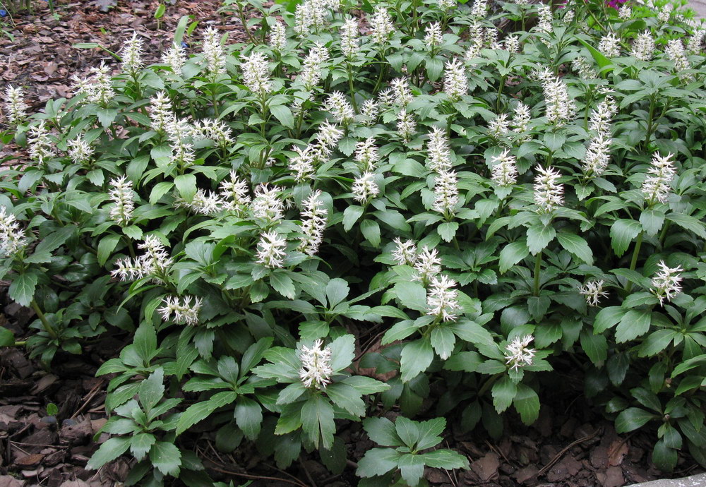 Изображение особи Pachysandra terminalis.