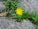 Taraxacum lineare