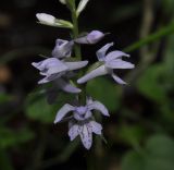 Dactylorhiza saccifera