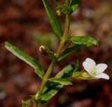 Gratiola officinalis