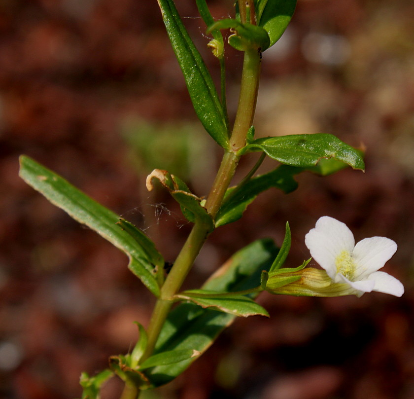 Изображение особи Gratiola officinalis.