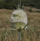 Dipsacus laciniatus