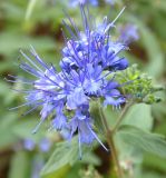 Caryopteris &times; clandonensis