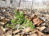 Lycopodium annotinum. Растение в каменноберёзовом лесу. Камчатский край, Елизовский р-н, окрестности п. Авача. 10.05.2008.