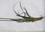 Carex medwedewii