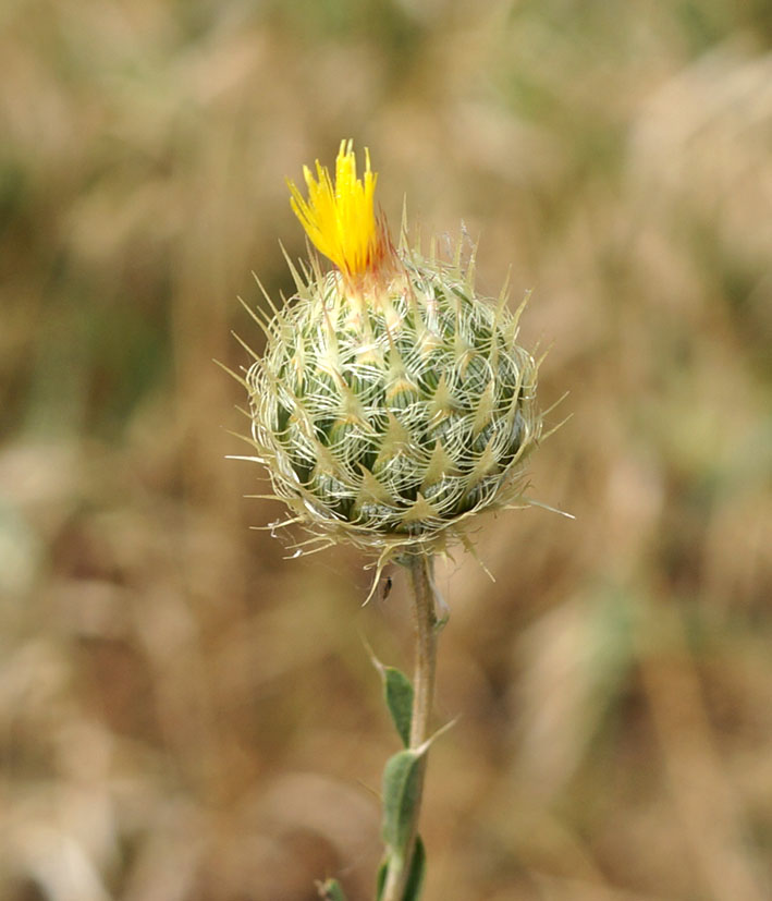 Image of Stizolophus balsamita specimen.