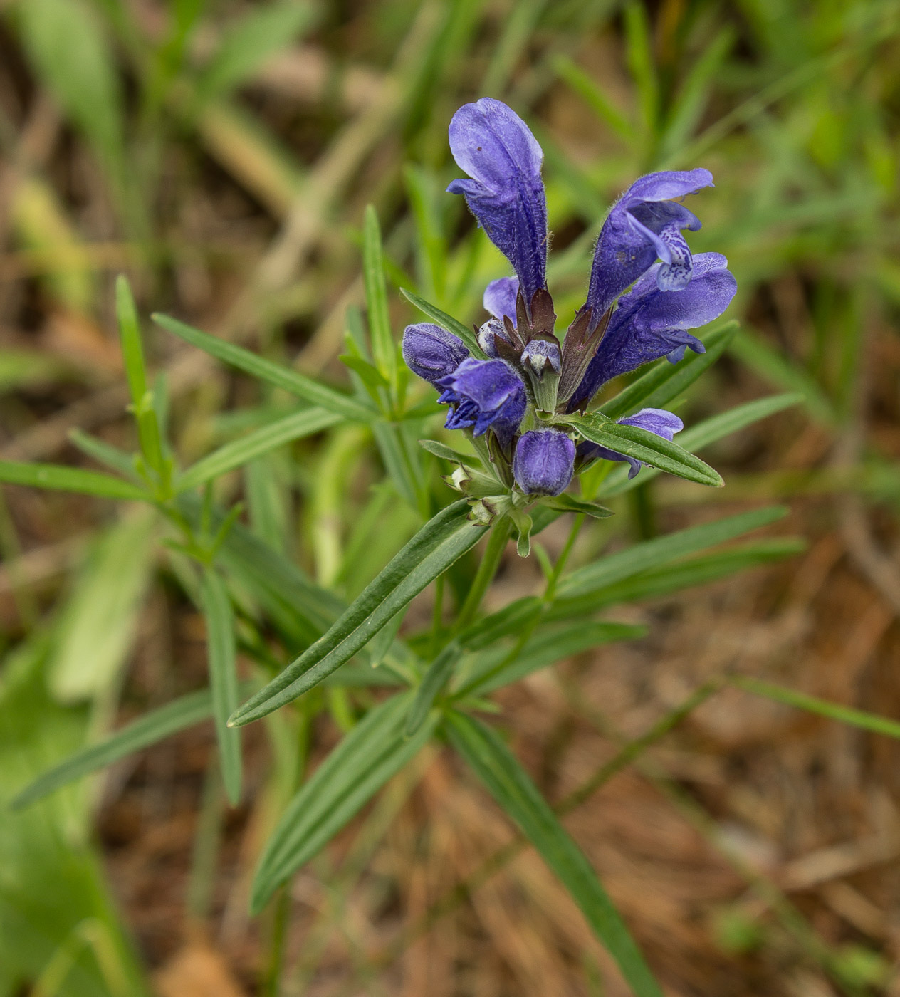 Изображение особи Dracocephalum ruyschiana.