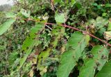 Ailanthus altissima. Часть поражённого листа. Краснодарский край, Сочи, Вардане, склон близ ж. д. 07.11.2015.