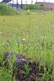 Crepis подвид turkestanica