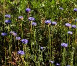 Jasione montana