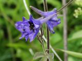 Delphinium maackianum