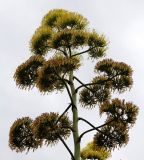 Agave americana var. marginata