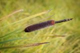 Typha latifolia