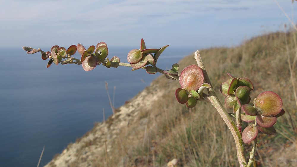 Изображение особи Atriplex aucheri.