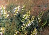Salvia scabiosifolia. Цветущее растение в петрофитной степи. Крым, Керченский п-ов, Опукский природный заповедник. Начало июня 2003 г.