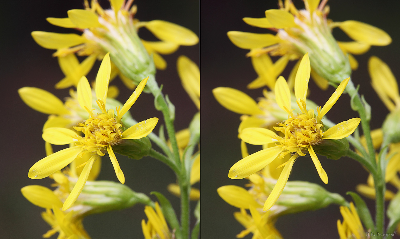 Изображение особи Solidago virgaurea.