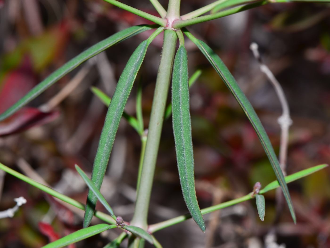 Изображение особи Euphorbia xanti.