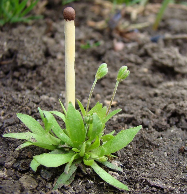 Изображение особи Androsace elongata.