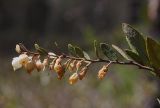 Chamaedaphne calyculata