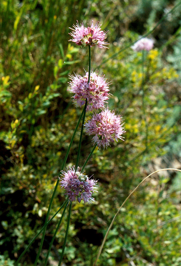 Изображение особи Allium lineare.