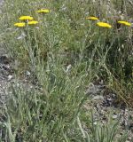 Achillea coarctata