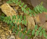 Vicia sylvatica. Часть побега. Северный Урал, Пермский край, крутой правый берег р. Язьва в р-не дер. Ванькова, нижняя задернованная часть скальника. 19 августа 2017 г.