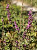 Lythrum salicaria