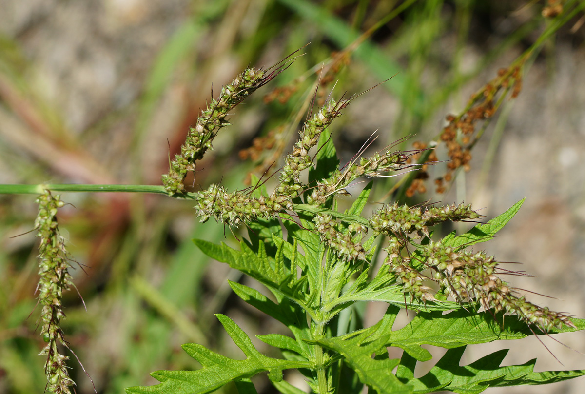 Изображение особи Echinochloa crus-galli.