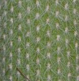 Cleistocactus straussii