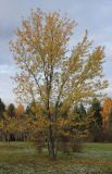 Acer saccharinum. Растение в осенней окраске. Ярославская обл., г. Переславль-Залесский, дендрологический сад. 22.10.2017.