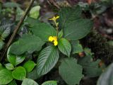 Impatiens oncidioides