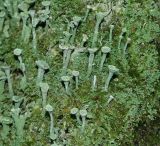 род Cladonia