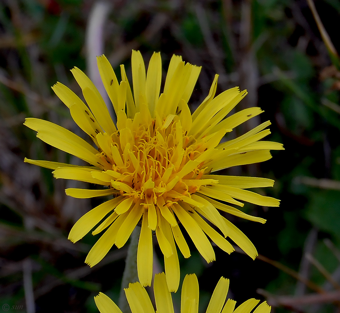 Изображение особи Taraxacum serotinum.