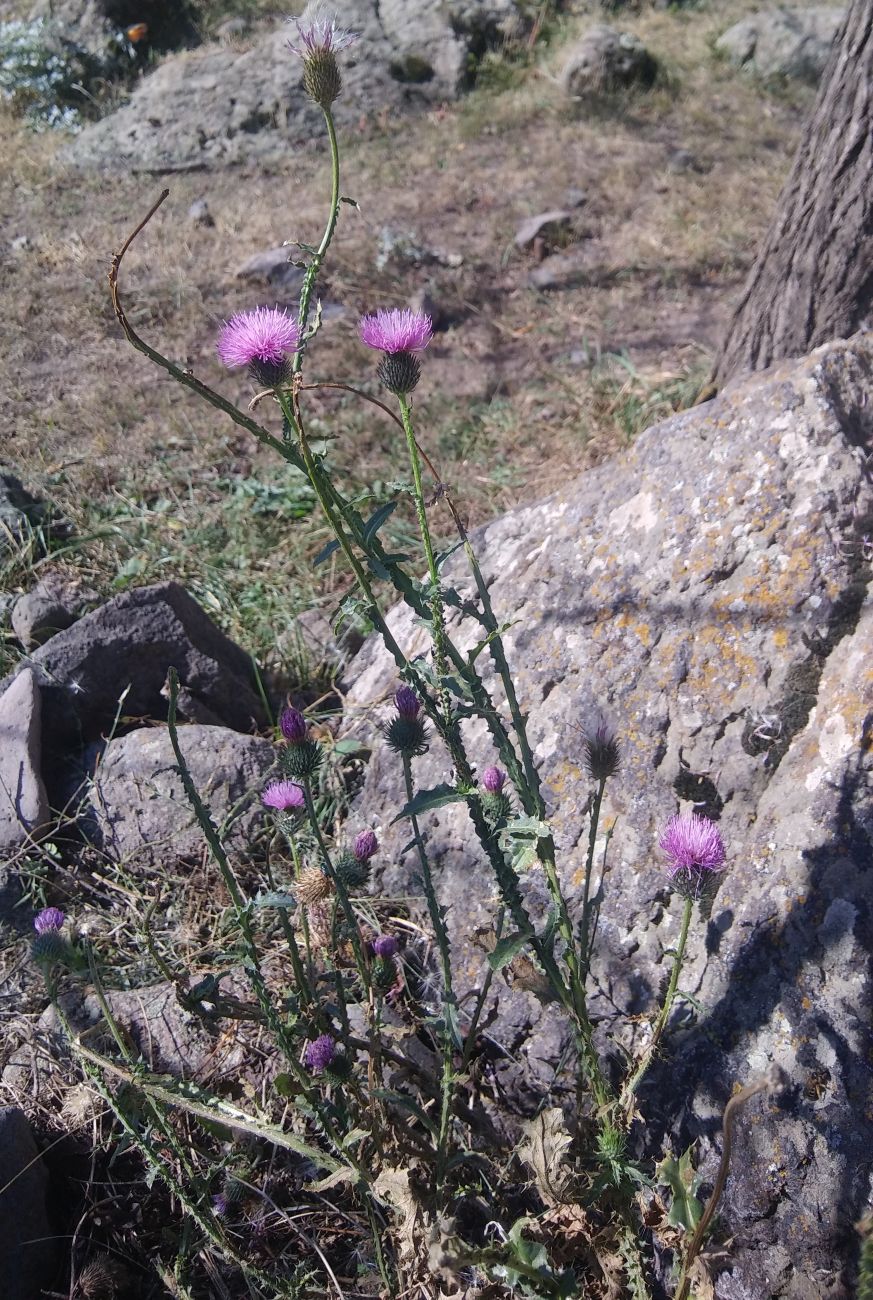 Image of genus Carduus specimen.